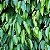Ficus Benjamina - 1,00 a 1,50 metros - Imagem 3