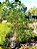 Ficus Benjamina - 1,00 a 1,50 metros - Imagem 1