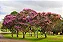 Quaresmeira Rosa - 1,80 a 2,20 metros - Imagem 1