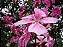 Quaresmeira Rosa - 1,80 a 2,20 metros - Imagem 2