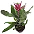 Bromélia Aequimea Rosa - Pote 17 - Imagem 1