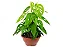 Monstera Adansonii - Imagem 1