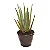 Babosa ou Aloe Vera - Pote 15 - Imagem 1