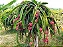 Pitaya - 90 cm a 1,30 metros - Imagem 3