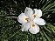 Moreia - Imagem 2