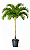 Palmeira Veitchia - 1,70 a 2 metros - Imagem 1