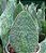 Sansevieria Vitoria - 30 a 40 cm - Imagem 2