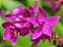 Orquídea Spathoglottis ou Grapete - 30 cm - Imagem 3