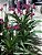Orquídea Spathoglottis ou Grapete - 30 cm - Imagem 2