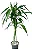 Bambu da Sorte Verde - 70 cm a 1 metro - Imagem 1