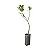 Louro - 50 a 80 cm - Imagem 1