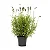 Lavanda - 25 a 30 cm - Imagem 1