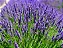 Lavanda - 25 a 30 cm - Imagem 2