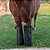 Iceboot Bota de Gelo para Cavalos (Equinos e Muares) em Lona PVC Impermeável e Resistente - Imagem 1
