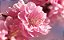 Condicionador Dong Ui Ginseng Vermelho e Flor de Ameixa Japonesa - 500ml - Kerasys - Imagem 2