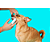 Dedal Care Higiene Bucal 30 un - Pet Clean - Imagem 4