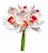 Buque Orquidea Cymbidium - Mix Rose 31cm - Imagem 1