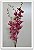 Haste de Flor de Orquidea Cymbidium Pink 90cm - Imagem 2