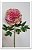 Galho Flor Peonia GD Rose Envelhecido 68cm - Imagem 2
