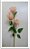 Galho Flor Tropical Romance Rose 65cm com 3 flores - Imagem 2