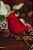Pássaro Cardeal Vermelho 12cm - Imagem 3