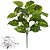 FOLHAGEM JIBOIA FORRACAO TOQUE REAL X26 VERDE CREME 30cm - Imagem 2