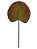 FOLHA LEQUE VERDE OLIVA 36cm - Imagem 1