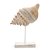 ESCULTURA DECORATIVA CONCHA DE CARACOL EM RESINA 30CM - Imagem 1