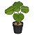 PILEA TOQUE REAL PERMANENTE C/ POTE X5 VERDE 24CM FLORARTE - Imagem 1