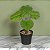PILEA TOQUE REAL PERMANENTE C/ POTE X5 VERDE 24CM FLORARTE - Imagem 2