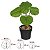 PILEA TOQUE REAL PERMANENTE C/ POTE X5 VERDE 24CM FLORARTE - Imagem 3