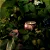 MINI VOLUSPA VELA LATA 25H FORAGED WILDBERRY - Imagem 5