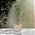 ARVORE FICUS X1008  FOLHAS VERDE CREME 2,1m - Imagem 2