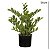 FOLHAGEM ZAIOCULCA REAL TOQUE COM POTE VERDE 50CM - Imagem 4