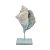 ESCULTURA DECOR CONCHA POLIRESINA AMADEIRADO CINZA E AZUL - Imagem 1