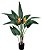 ARVORE FOLHAGEM STRELITZIA PLANTADA PERMANENTE - Imagem 1