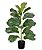 ARVORE PERMANENTE FOLHAGEM FICUS LIRATA X21 FOLHAS NO POTE - Imagem 1