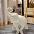 ESCULTURA ELEFANTE DECORATIVO EM RESINA NA COR AREIA 17CM - Imagem 2