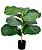 PL ANTA FICUS LIRATA X11 NO POTE VERDE - Imagem 1