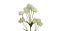 kit 3 FLORES PERMANENTE HASTE FLORES DENTE DE LEAO 25 CM - Imagem 3