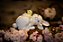 ESCULTURA COELHINHA LILY BRINCANDO RESINA LOVELY - Imagem 2