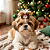Laço Pet Natal M Sortidos (10, 30 ou 50 un) - Imagem 7