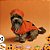 Conjunto pet Halloween Roupa e Chapéu Abóbora - Imagem 3