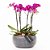 Bacia Grande com Mini Orquídeas - Imagem 1