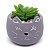 Vasinho Decorativo Gatinho planta suculenta artificial - cinza - Imagem 1