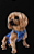 ROUPA PÓS CIRÚRGICA PARA CÃO FEMEA - escolha a variação - Imagem 3