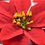 Kit 6 Buquê Flor De Natal Vermelha Bico De Papagaio Simples 30 Cm - Imagem 4