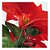 Kit Com 6 Buquê Flor De Natal Vermelha Aveludada Bico De Papagaio - Imagem 7