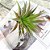 Planta Artificial Ornamental  Mini Agave 20 Cm Decoração - Imagem 1