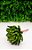 Planta Suculenta Cacho De Banana Verde Artificial Decoração - Imagem 9
